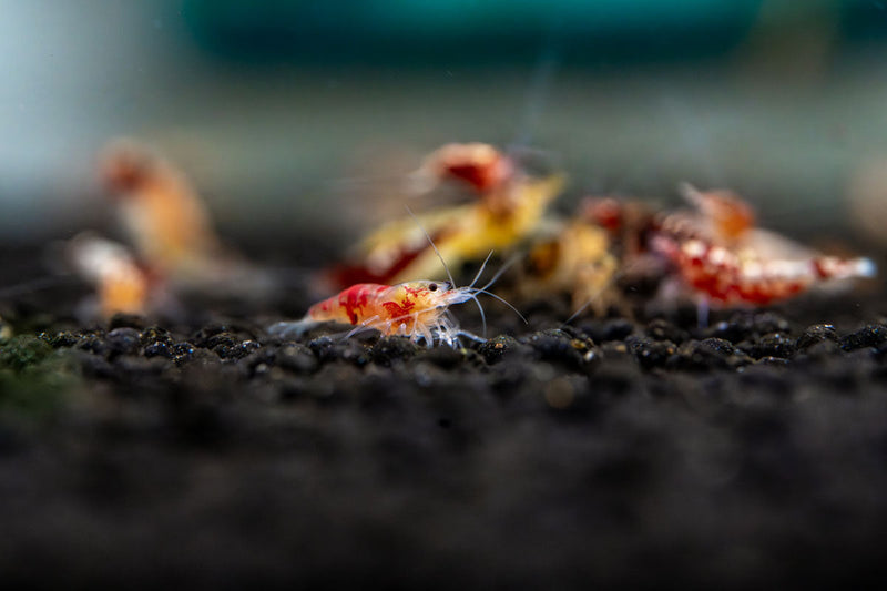 JA Caridina Culls shrimp, colorful freshwater aquarium shrimp with varied markings and vibrant patterns.