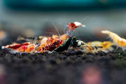 JA Caridina Culls shrimp showing various colorful, small freshwater shrimp species on a natural aquatic background.