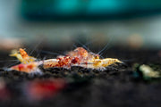 JA Caridina Culls shrimp showing various colors and patterns, close-up of freshwater aquarium shrimp on a natural background.
