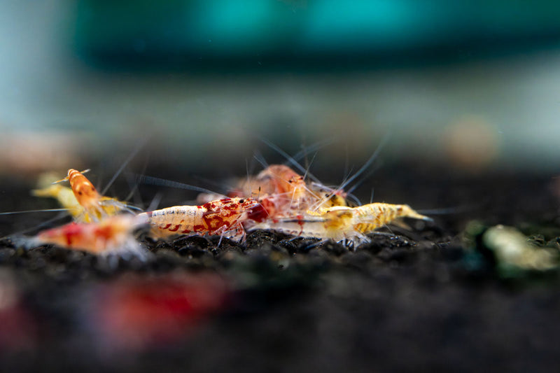 JA Caridina Culls shrimp showing various colors and patterns, close-up of freshwater aquarium shrimp on a natural background.