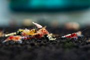 JA Caridina Culls shrimp, small freshwater aquarium shrimp with varied coloration, ideal for aquascaping and breeding.