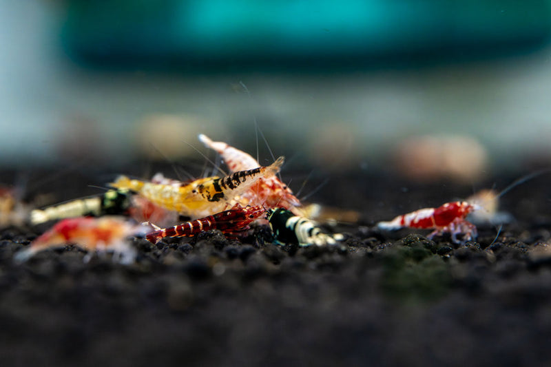 JA Caridina Culls shrimp, small freshwater aquarium shrimp with varied coloration, ideal for aquascaping and breeding.