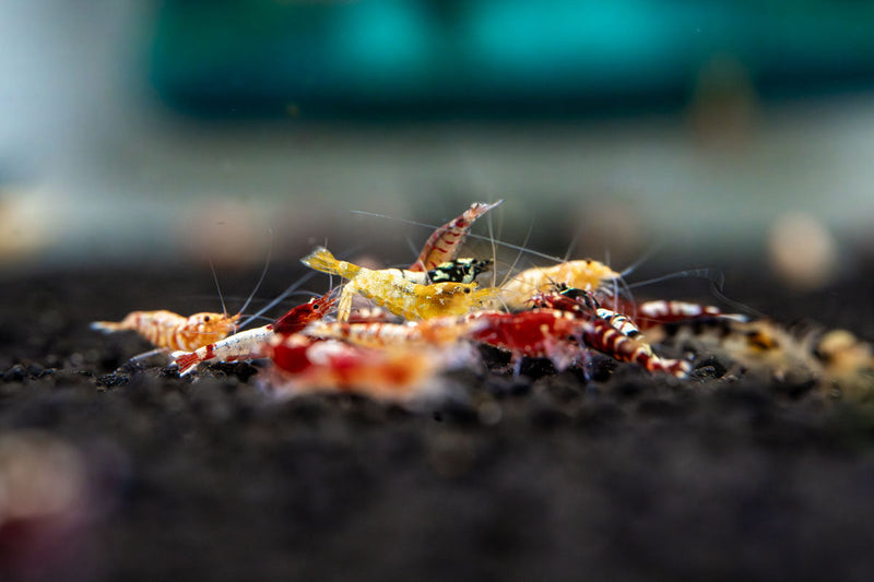 JA Caridina Culls shrimp, small freshwater aquarium invertebrates with varied coloration, ideal for aquascaping and community tanks.