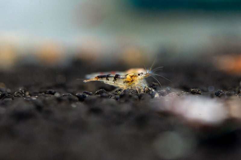 JA Caridina Culls shrimp, vibrant freshwater aquarium shrimp with varied colors and patterns, close-up view