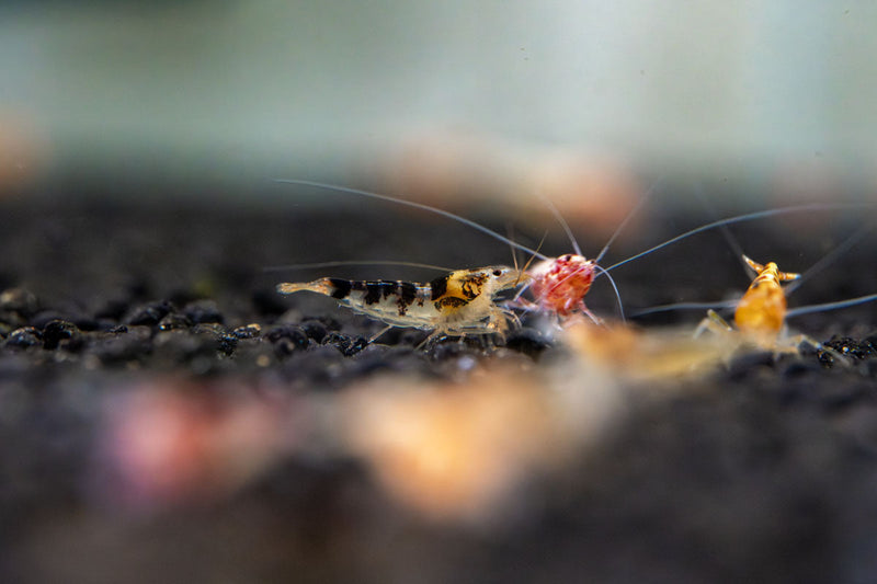 JA Caridina Culls shrimp, showcasing a variety of colorful freshwater shrimp species in a clean aquatic environment.
