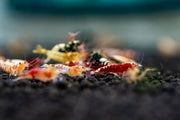 JA Caridina Culls shrimp, vibrant freshwater crustaceans with distinct markings, ideal for aquarium enthusiasts.