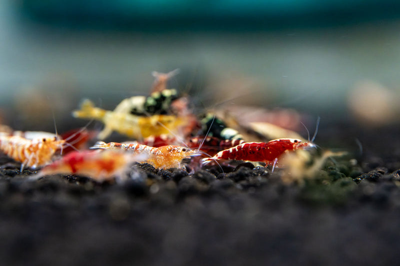 JA Caridina Culls shrimp, vibrant freshwater crustaceans with distinct markings, ideal for aquarium enthusiasts.