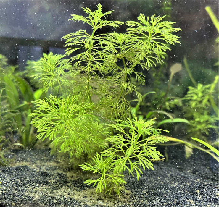 Healthy Ceratophyllum Demersum Hornwort aquatic plant from IS, with bright green, feathery submerged foliage for freshwater aquariums.