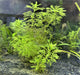 Healthy Ceratophyllum Demersum Hornwort aquatic plant from IS, with bright green, feathery submerged foliage for freshwater aquariums.