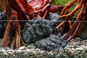 Chameleon Stone