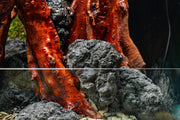 Chameleon Stone