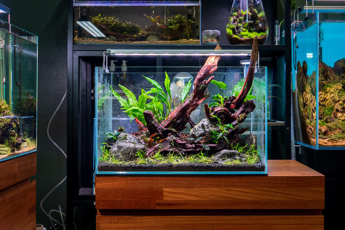 Chihiros B Series LED - App-Controlled Aquarium Light — Buce Plant