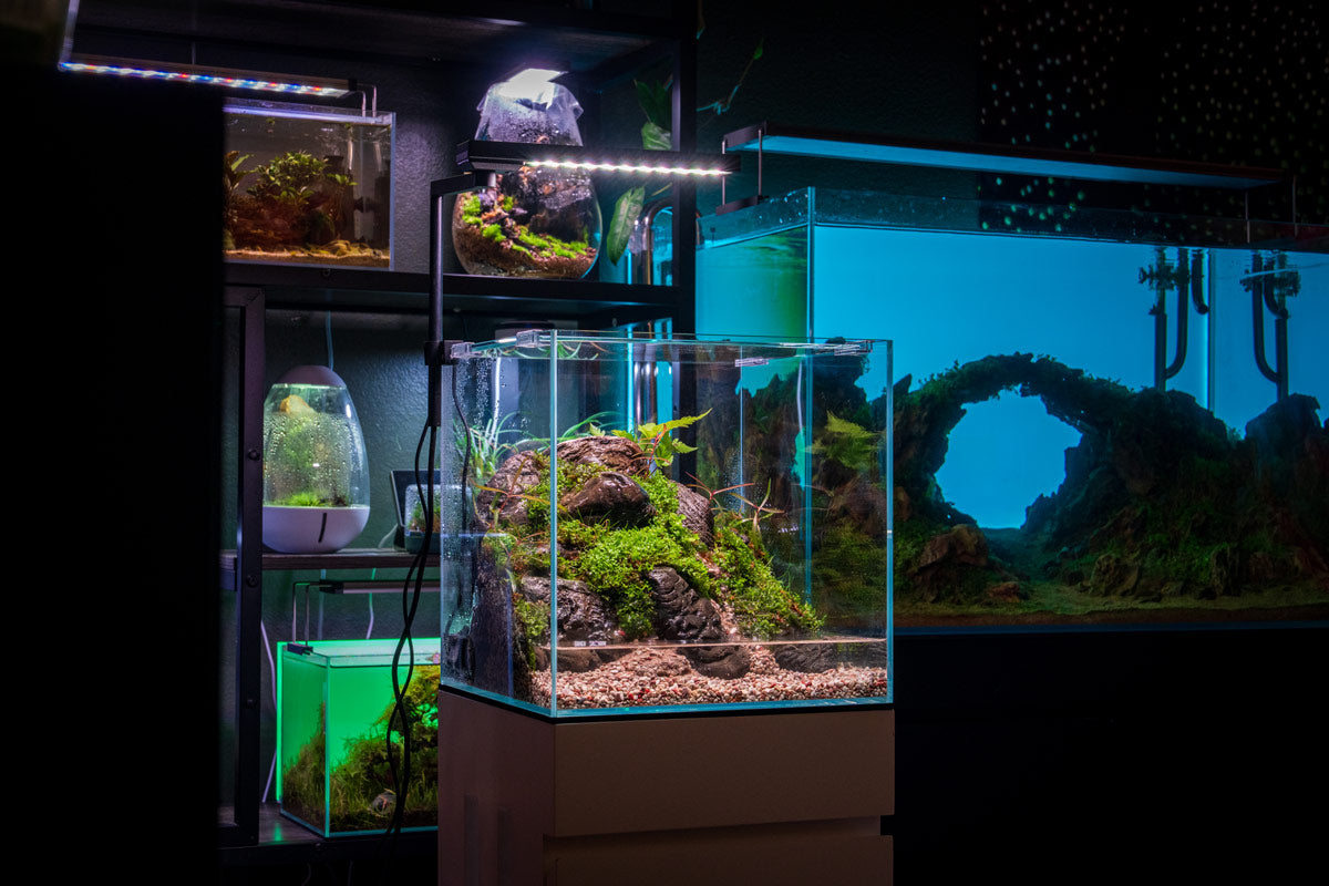 Chihiros （チヒロズ）C2 C II RGB ライト Chihiros CII Series RGB LED Light — Buce Plant