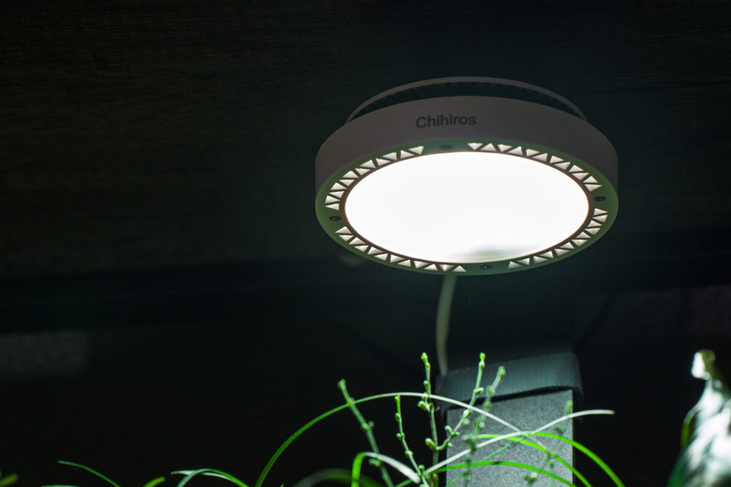 Chihiros Magnetic Light 2 - Buce Plant