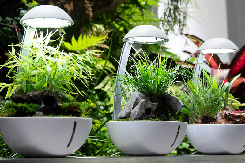 Chihiros Tiny Terrarium Egg, small glass terrarium with a rounded shape, ideal for miniature plant displays or decorative arrangements