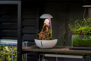 Chihiros Tiny Terrarium Egg, clear glass mini terrarium with opening for plants or decorative items, designed by Chihiros.