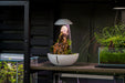 Chihiros Tiny Terrarium Egg, clear glass mini terrarium with opening for plants or decorative items, designed by Chihiros.