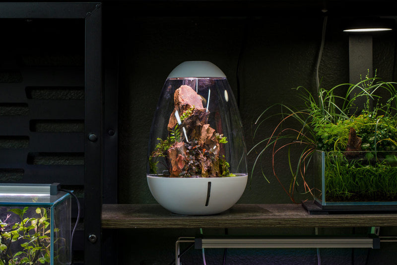 Chihiros Tiny Terrarium Egg, a small glass terrarium with a rounded shape and clear viewing window for miniature plants or decor.