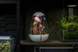 Chihiros Tiny Terrarium Egg, a small glass terrarium with a rounded shape and clear viewing window for miniature plants or decor.