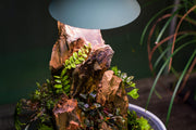 Chihiros Tiny Terrarium Egg, small glass terrarium with a rounded shape, perfect for miniature plants or decorative displays.