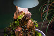 Chihiros Tiny Terrarium Egg, small glass terrarium with a rounded shape, perfect for miniature plants or decorative displays.