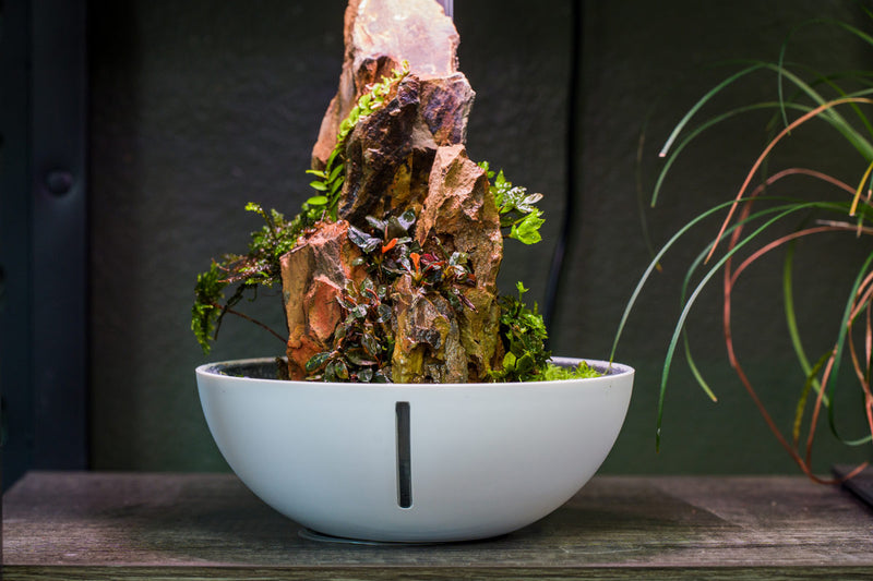 Chihiros Tiny Terrarium Egg, transparent glass container with miniature plants and decorative elements inside.