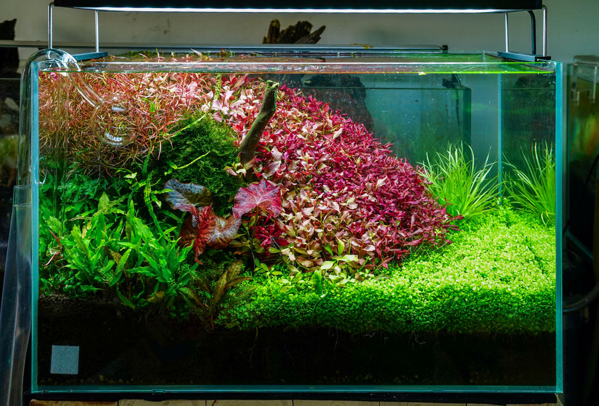 Chihiros WRGB II LED - High-Output Planted Aquarium Light — Buce Plant