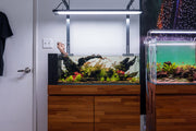 Chihiros WRGB II LED Light Lighting - Buce Plant