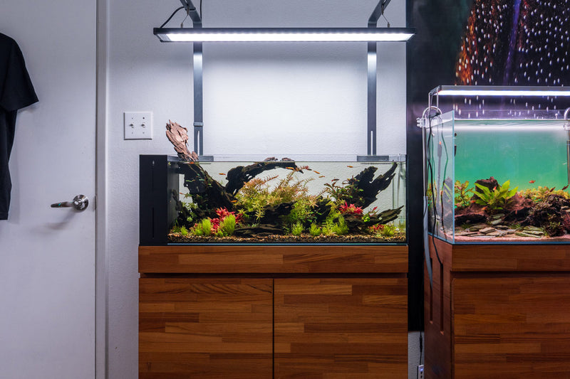 Chihiros WRGB II LED Light Lighting - Buce Plant