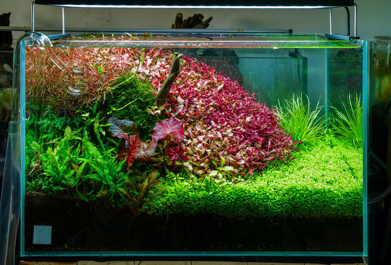 Chihiros WRGB II PRO LED Light Lighting - Buce Plant