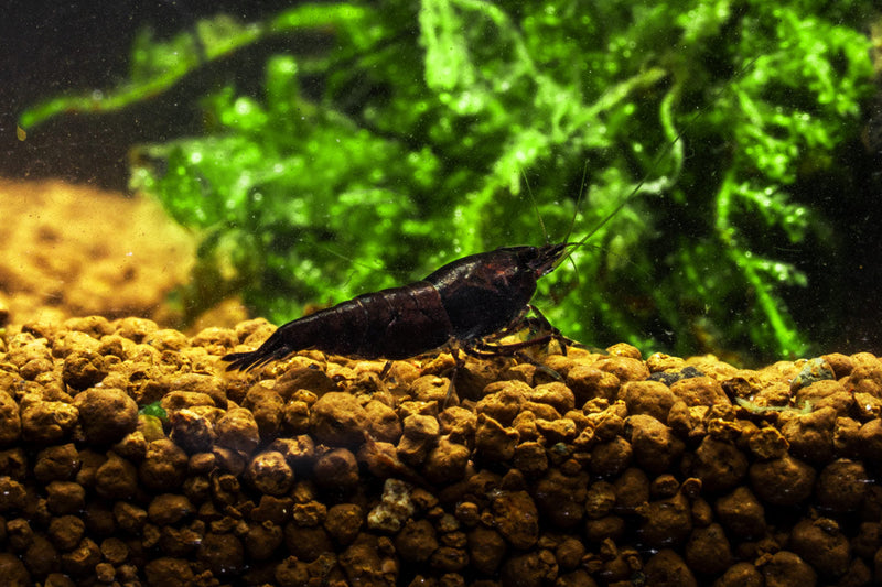 Chocolate Shrimp (Black Rose) from JA, showcasing realistic black and pink chocolate shrimp confection with intricate details.