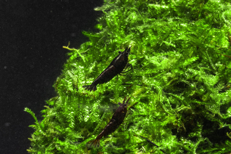 Chocolate Shrimp (Black Rose) by JA, realistic-looking shrimp made of chocolate, showcasing a detailed black and pink design.
