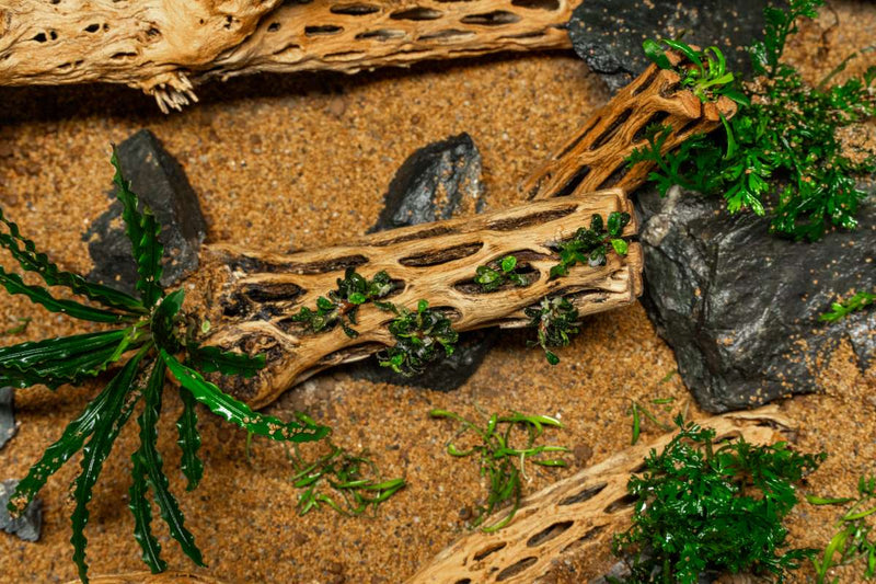 Natural Cholla Driftwood Sticks by ASA, showcasing their twisted, textured wood pieces ideal for decor or aquariums.