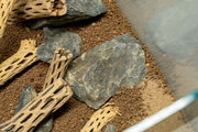 Natural cholla driftwood sticks from ASA, showing twisted, textured wood pieces ideal for crafts or aquarium decoration.