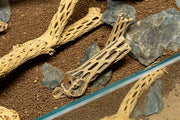 Natural Cholla Driftwood Sticks from ASA, featuring unique twisted wood pieces suitable for decor or craft projects.