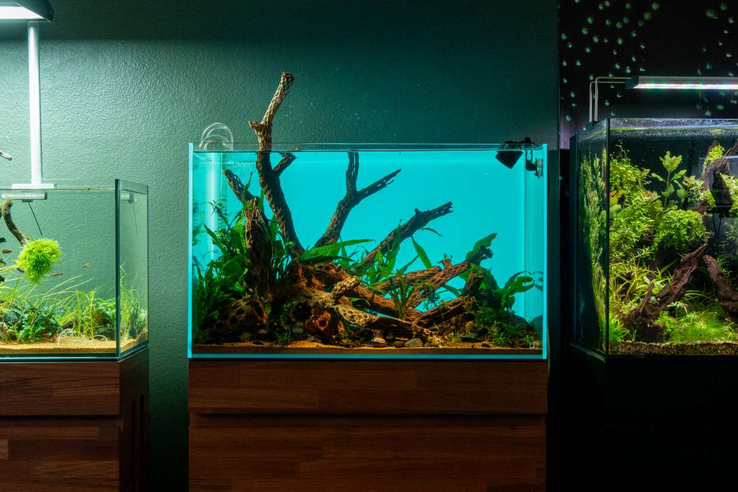 Cholla Driftwood Tree