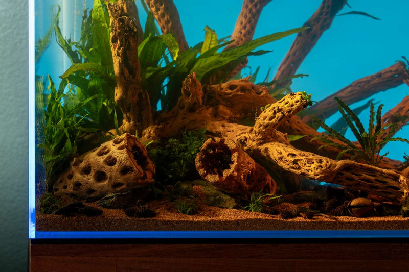 Natural driftwood tunnel tube by ASA, showcasing a twisted, hollow cholla driftwood piece ideal for aquarium decoration.