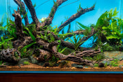 Natural cholla driftwood tunnel tube from ASA, showcasing twisted driftwood with hollow passage for aquarium decoration and fish hiding spots.