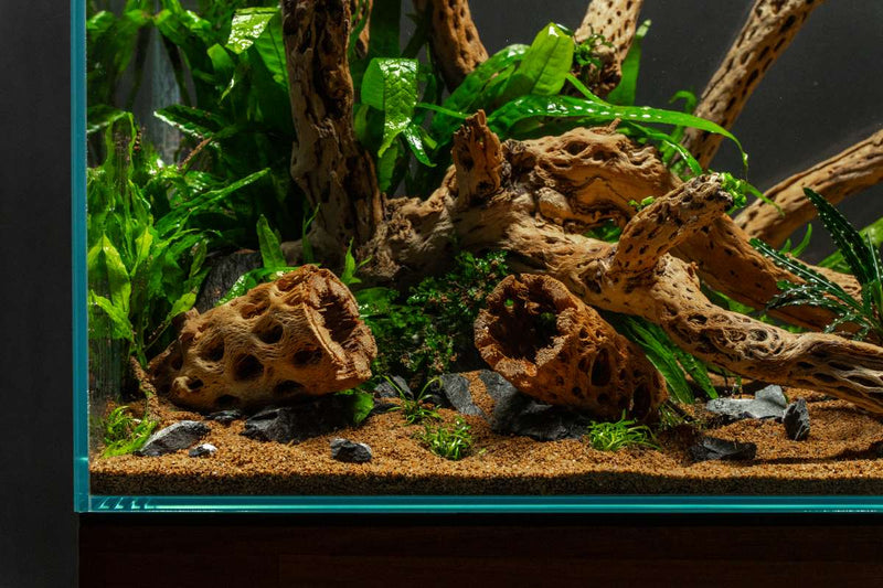 Natural driftwood tunnel tube by ASA, showing twisted cholla driftwood with hollow interior, ideal for aquatic or decorative use.
