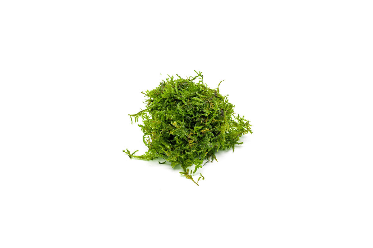 Easy Aquarium Plants