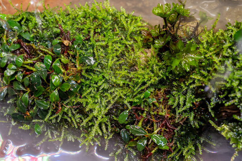Christmas Moss Aquatic Farmer Tissue Culture Tissue Culture - Buce Plant