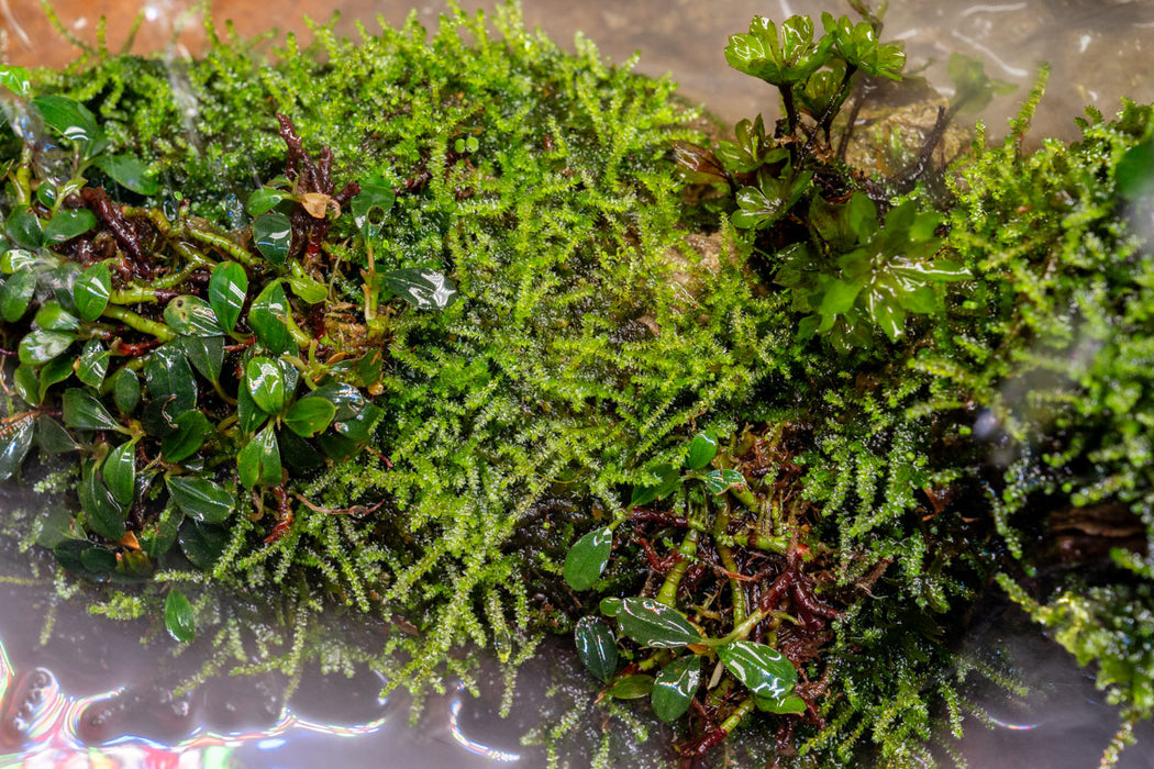 Bright green Christmas Moss from ACW, showcasing lush, dense moss ideal for aquarium or terrarium decoration.