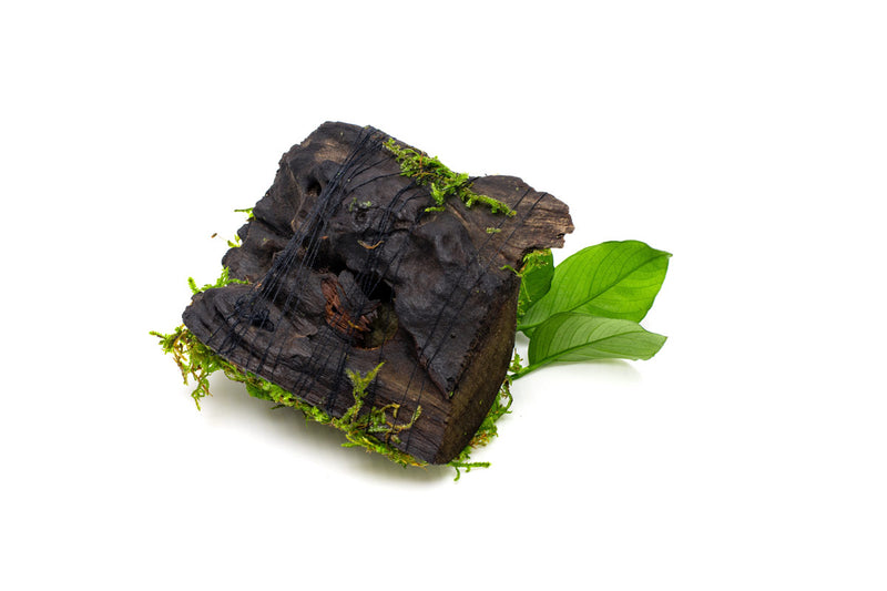 Christmas Moss and Anubias Barteri on Driftwood Moss - Buce Plant