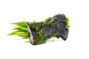 Christmas Moss and Java Fern on Driftwood Moss - Buce Plant