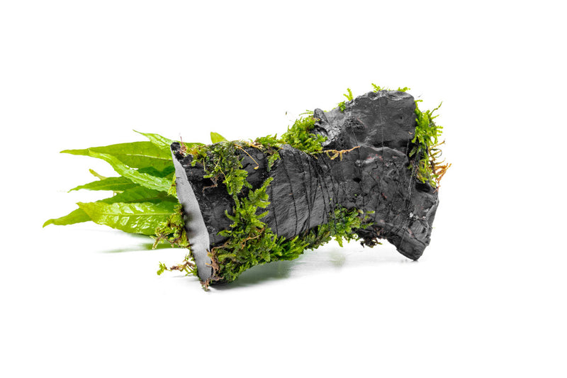 Christmas Moss and Java Fern on Driftwood Moss - Buce Plant