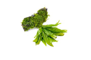 Christmas Moss and Java Fern on Driftwood Moss - Buce Plant