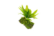 Christmas Moss and Java Fern on Driftwood Moss - Buce Plant