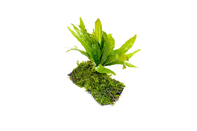 Christmas Moss and Java Fern on Driftwood Moss - Buce Plant