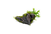 Christmas Moss and Windelov Java Fern on Driftwood Moss - Buce Plant