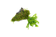 Christmas Moss and Windelov Java Fern on Driftwood Moss - Buce Plant